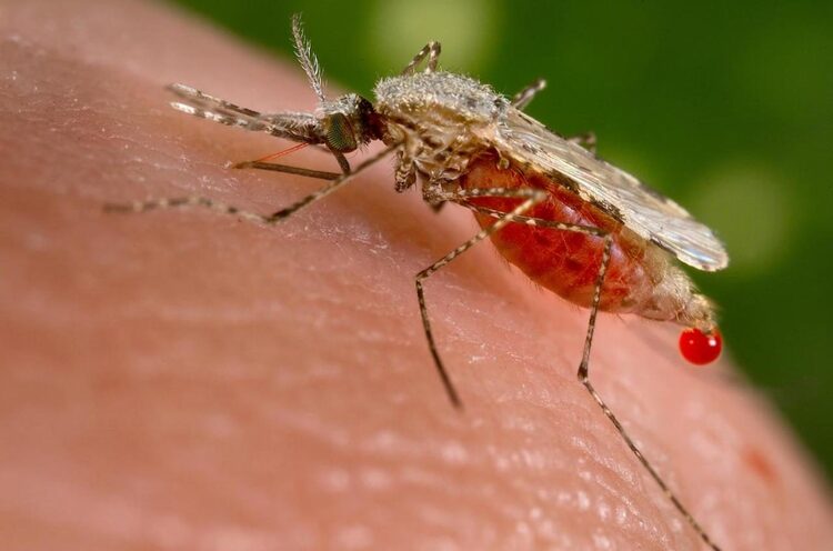 โรคมาลาเรีย ภัยร้ายอันตรายพรากชีวิต
